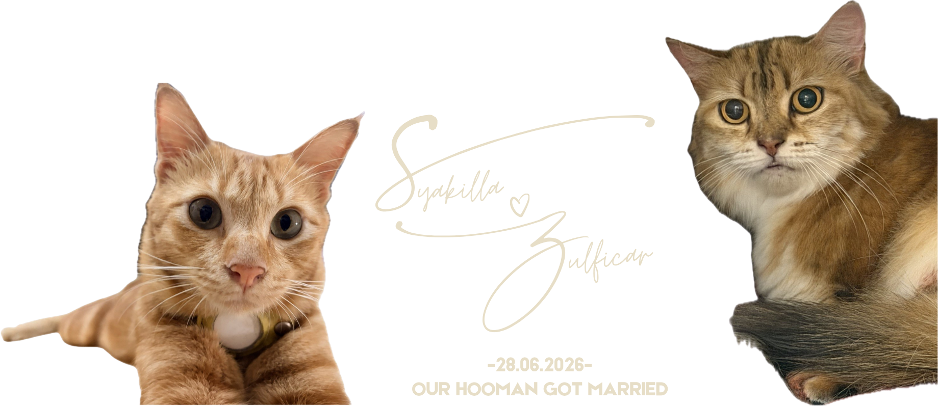 Bawang and Onyx with Syakilla and Zulficar’s wedding signature. Our hooman got married!